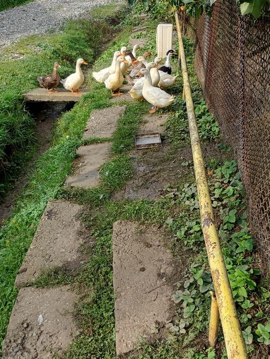 Rațe de casă,de vânzare 90 de lei buc