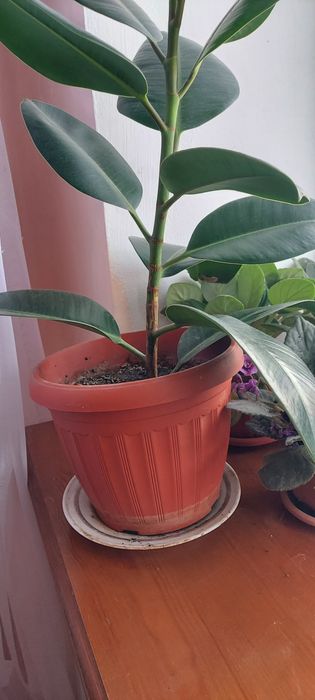 Алое   и   комнатные    цветы