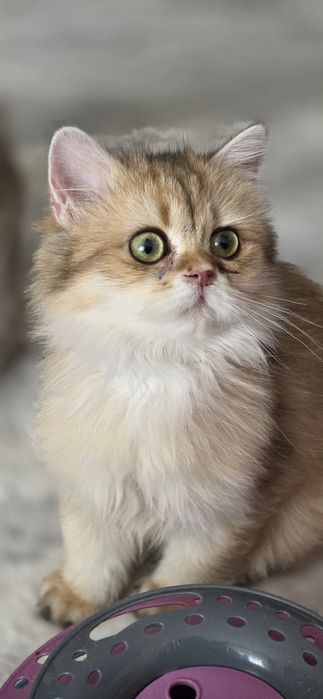 Fetita british longhair