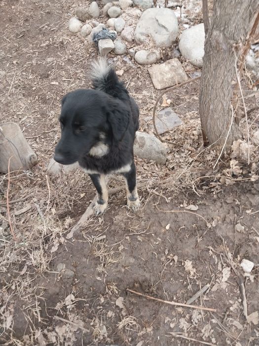 Возьмите собачку