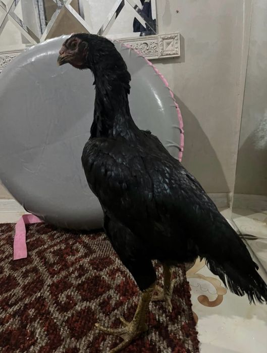 Дакан ветнамка на продажу