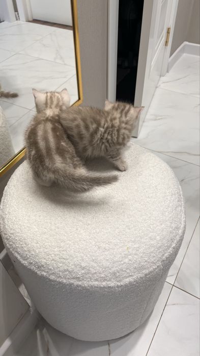 Котенок шотландский мальчик