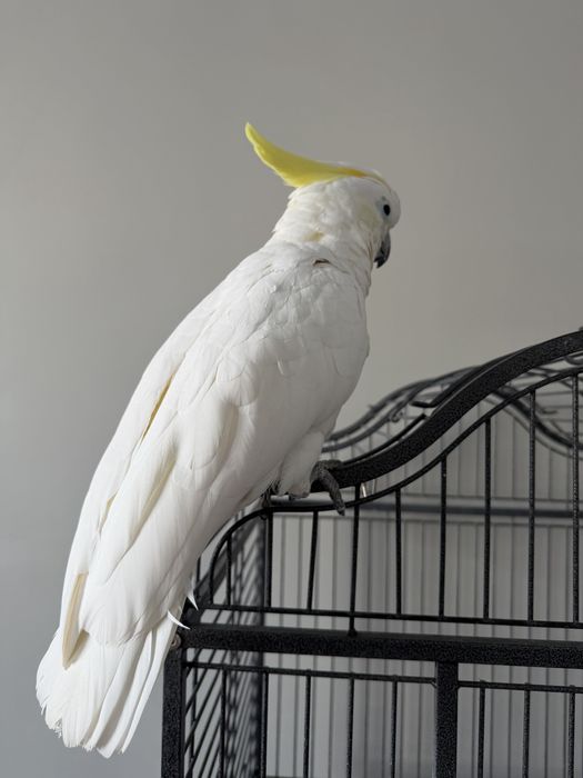 Какаду 1,5 года девочка