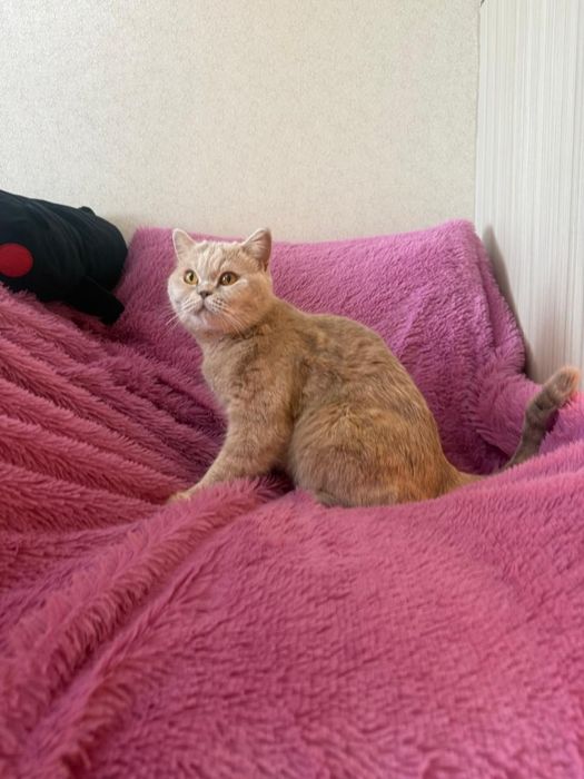 Британская кошка