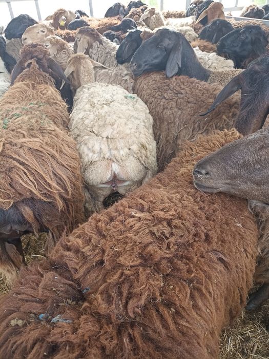 Кой,қой,токты,сек