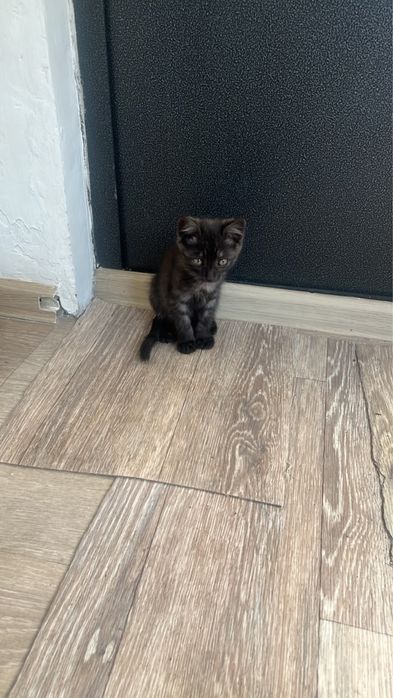 Отдам котенка в добрые руки