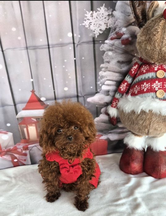 Пудел тийкъп с родосровие / Рооdle teacup