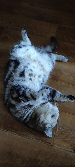 Кошка британка ищет жениха