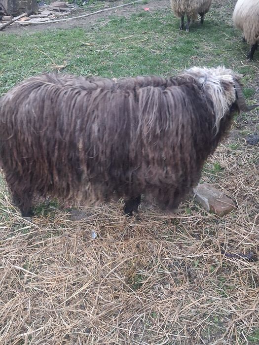 Vand berbec carlan sau dau la schimb