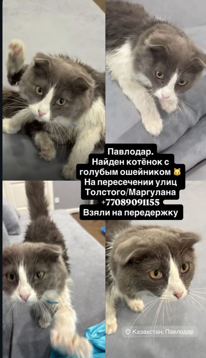 Кошечка 6 месяцев ищет дом