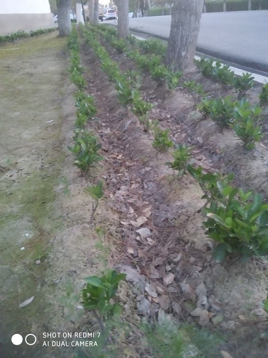 шамшот сотилади оптом ва дона