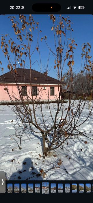 Обрезка деревьев Ағаш кесу