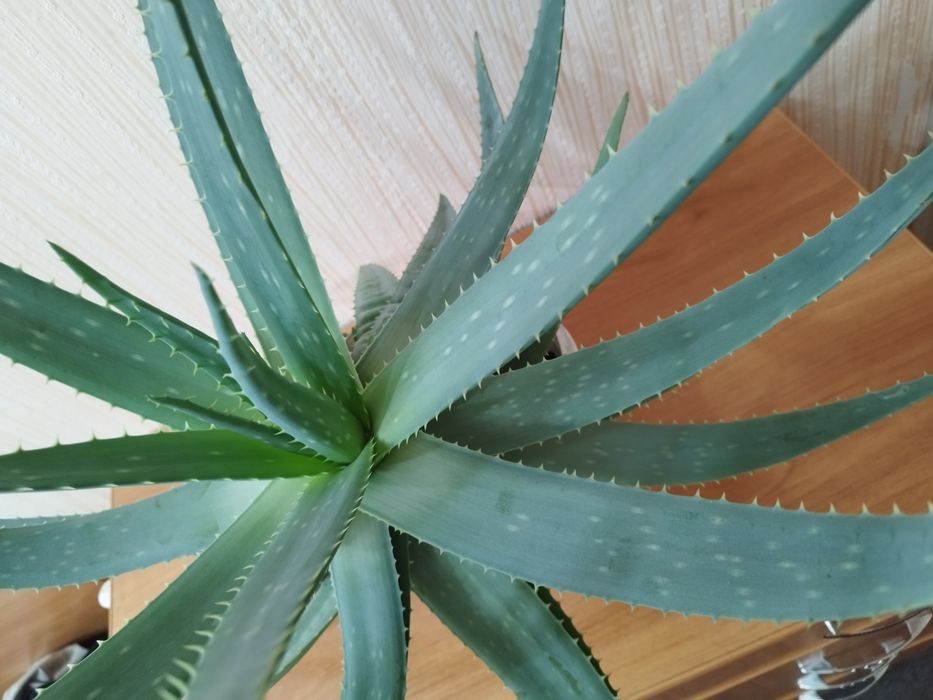 Алое вера,Алой .