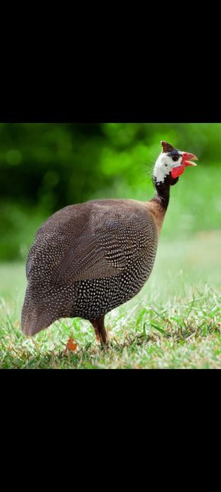 Pui de gaina si bibilici