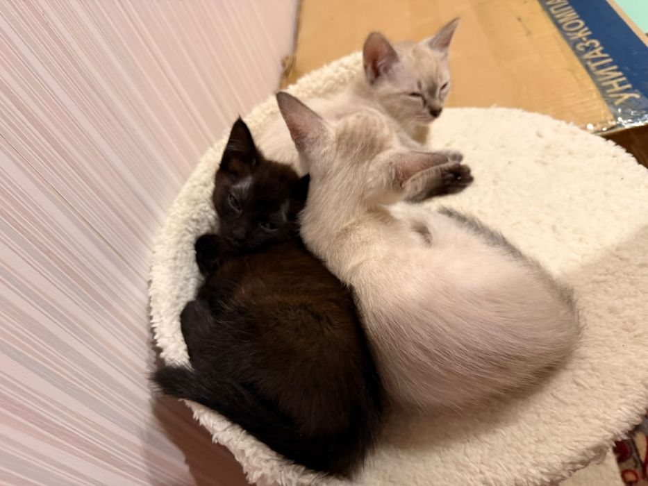 Котята в добрые руки