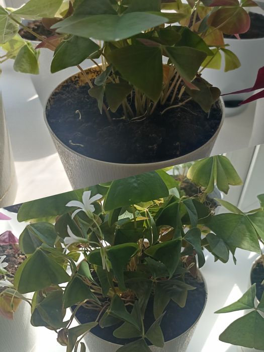 Продам комнатные цветы