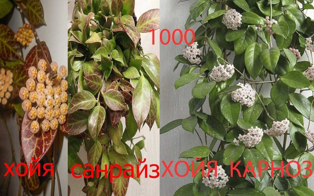 Комнатные  цветы