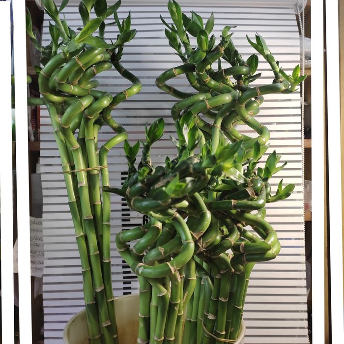 Бамбук спираль 60 и 80см