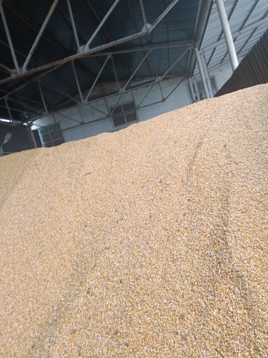 Vând porumb recoltat 2025