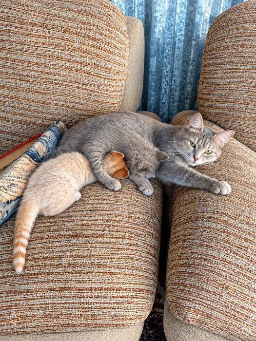 Отдам даром котят