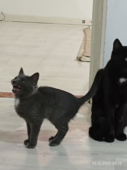 Котенки 2 штук .