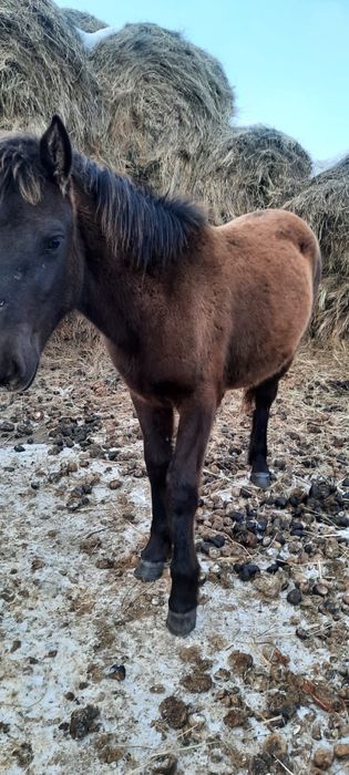 Жабагы срочно сатылады