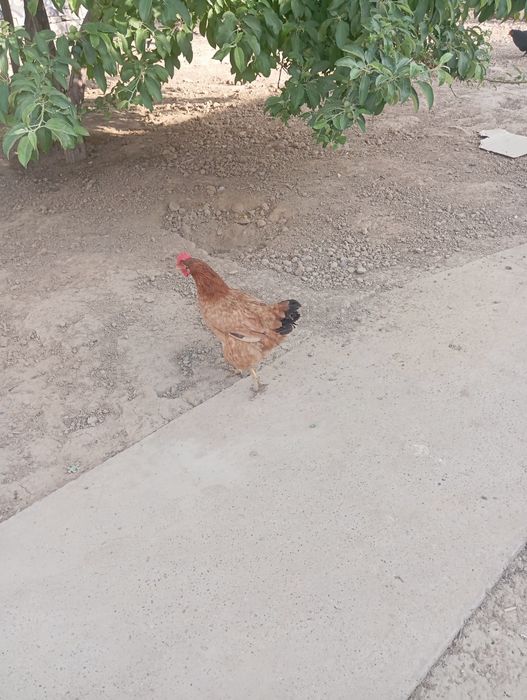 Тауықтар мен қораздар сатылады