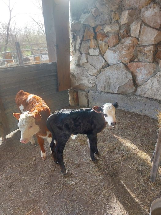 Продам телят здоровые активные