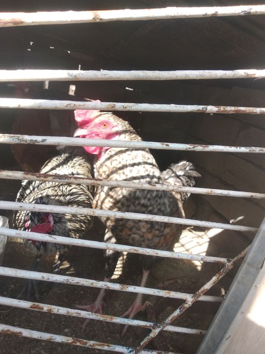 Xurozlar sotiladi 120 mingdan