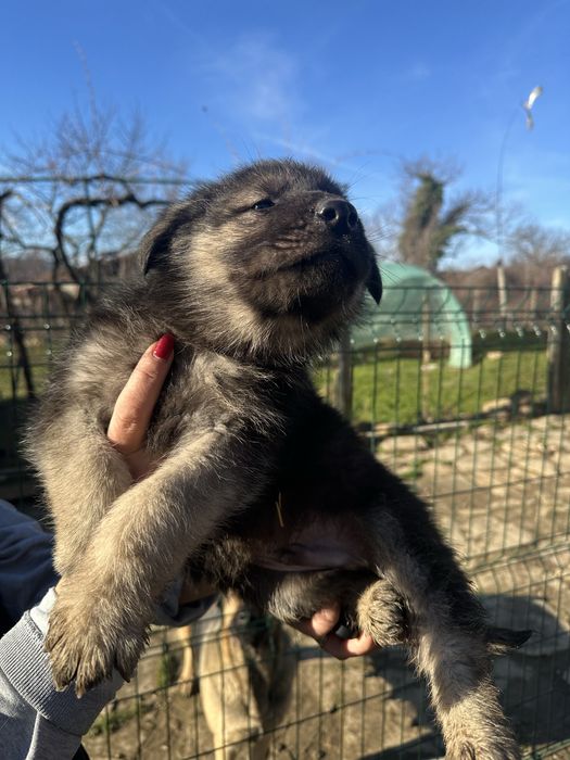 Кученцата на Афра и Рой