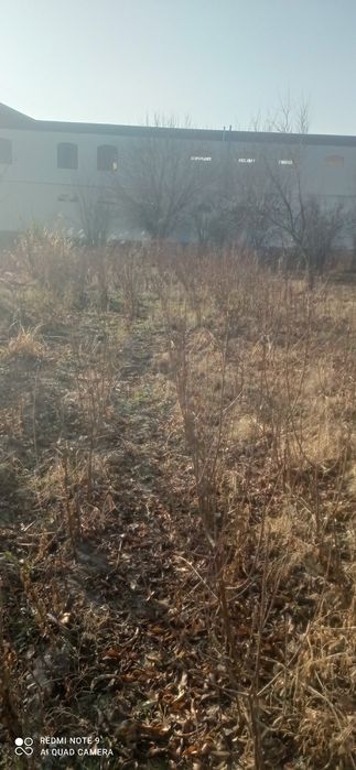 Пайванд килинган кучатлвр сотилади