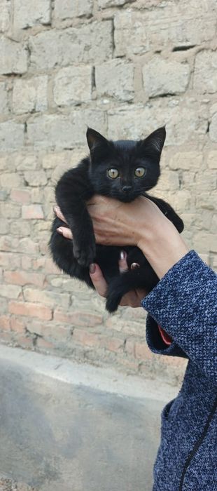 Черный котенок сиамский