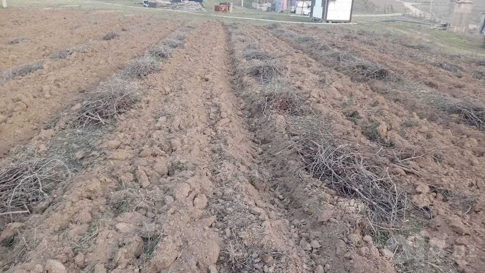 ijaraga yer 50gektar