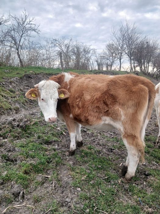 Vând juninca gestanta