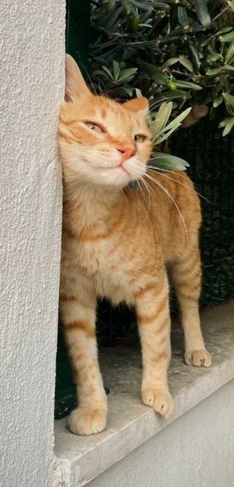 ОТДАМ ДАРОМ своего кота