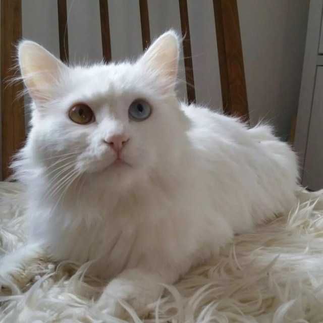 Передержка кошек, котят. Центр.