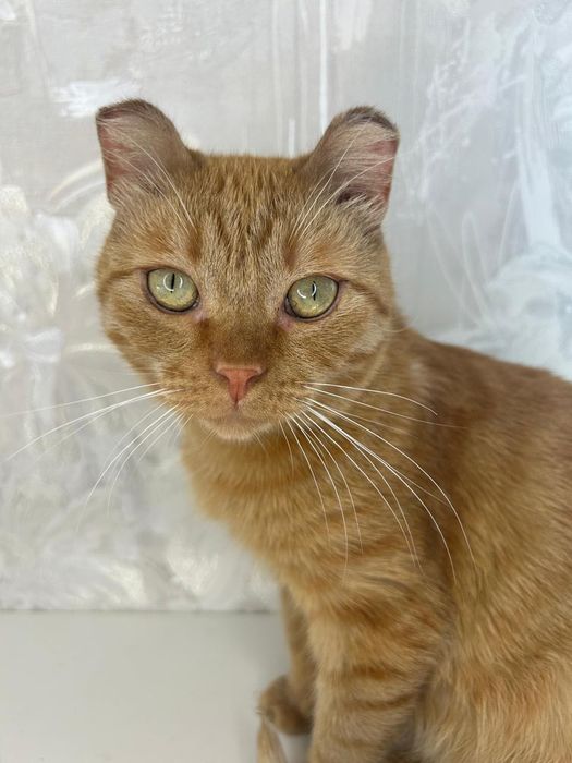 Кот рыжик в добрые руки