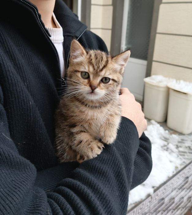 Sotiladi Shorthair mushuklar