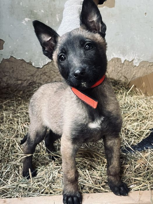 Овчарка Малинуа 2 месяцев