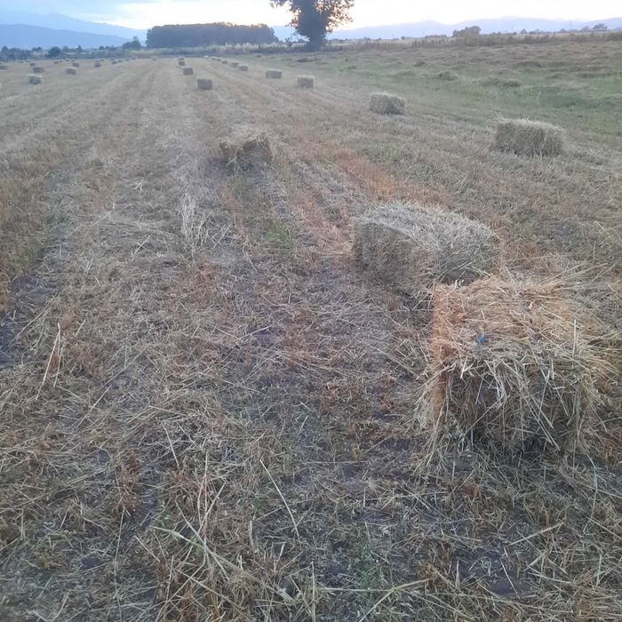 Продавам ечемичената слама