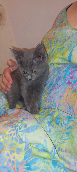 Отдам котёнка в добрые руки