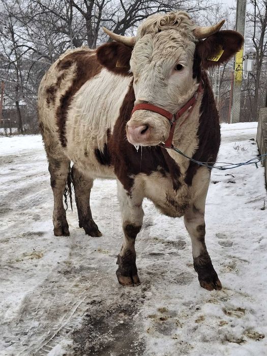 Junică gestanta in 7 luni
