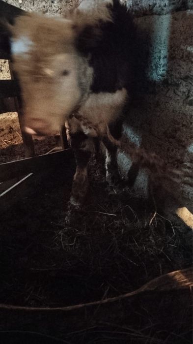 Продам двух подсосных телочек