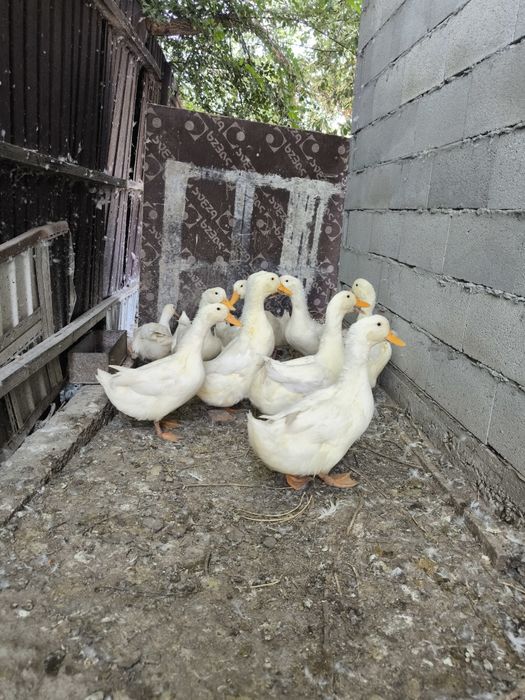 Продам семью 10 уток