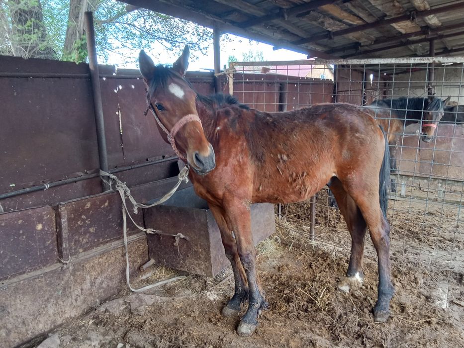 Тай сатылады таза кан