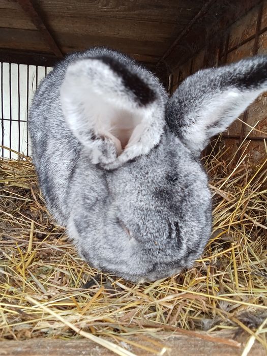 Vând iepuroi rasa iepure de cluj