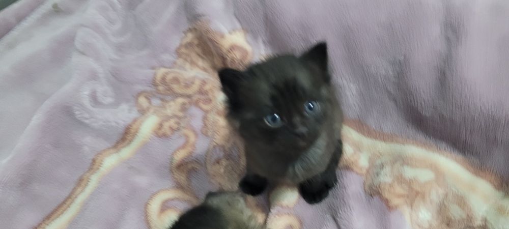 Очаровательный котёнок ищет хозяев