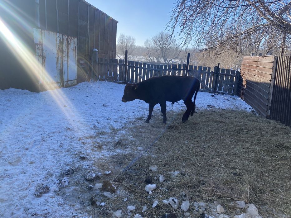 Бычки годовалые на племя