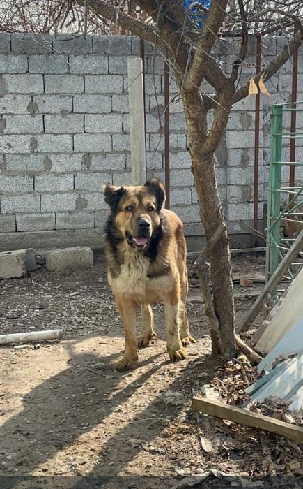 Продам Алабая срочно