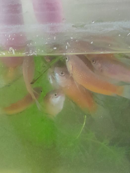 Аквариумные рыбки